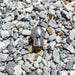 3/8" Warthog Mini Super Spin WT sewer jetting nozzle resting on gravel rocks, designed for 3–6 inch pipes and 3/8 inch hoses, ideal for grease, hair, and root removal, operating at 4000 PSI and 12 GPM, featuring 1 forward jet and 2 rear jets for strong propulsion and full orbital cleaning, controlled rotation ensures non-streak pipe wall cleaning and effective blockage penetration for residential and commercial drain applications.