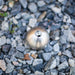Warthog stainless‑steel descaling head for WH Classic sewer jetting nozzles, precision‑machined replacement head designed for 1/2" and 3/4" Warthog tools. Features 105‑degree rear jet pattern with optional plugged front port to maximize descaling and pulling power, removing scale, tuberculation, corrosion, soap, and mineral buildup in sewer and drain lines. Head‑only attachment used to convert standard Warthog nozzles into high‑performance descaling tools.